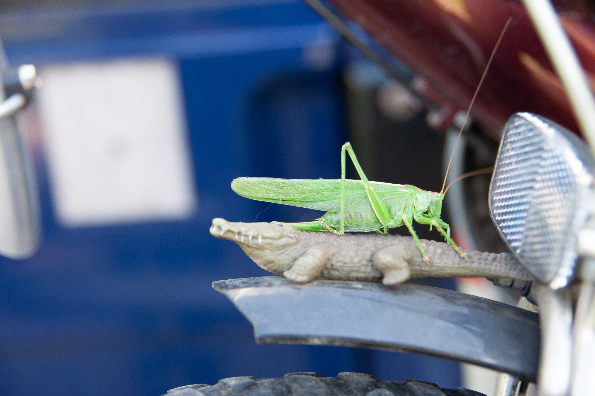 20080809 094125 00004