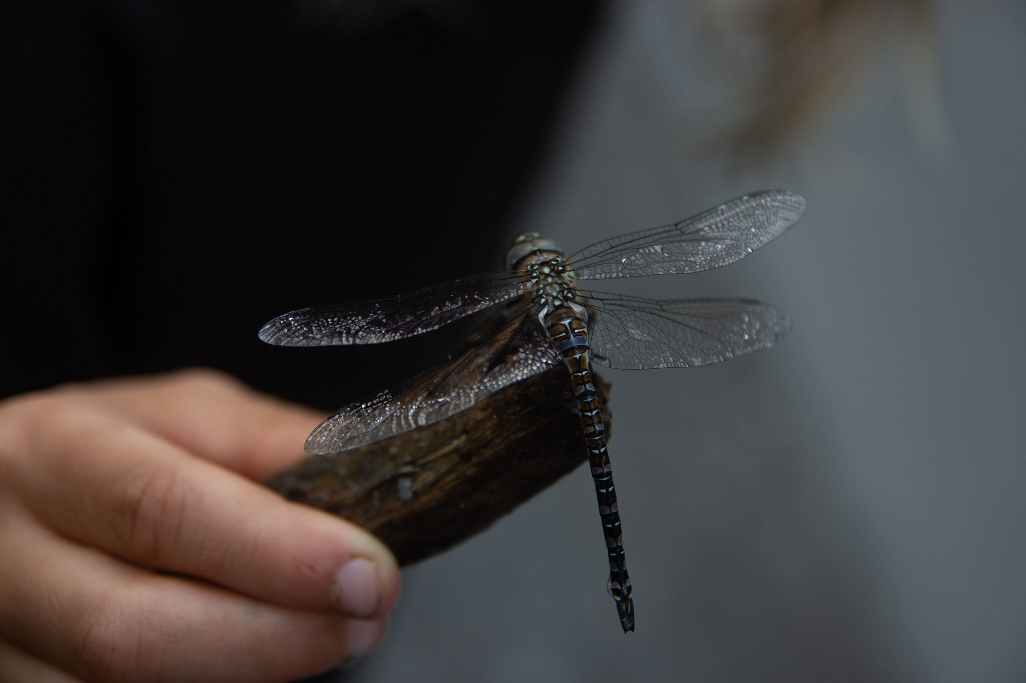 dragonfly